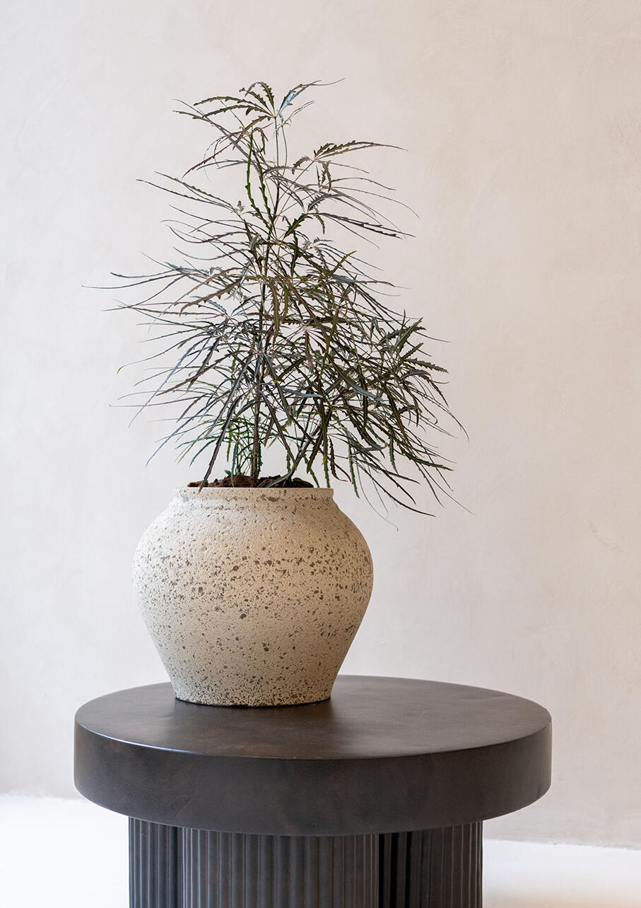 Professionelle Objektbegrünung, Mietpflanzen Berlin Nachhaltige Bürobegrünung Berlin