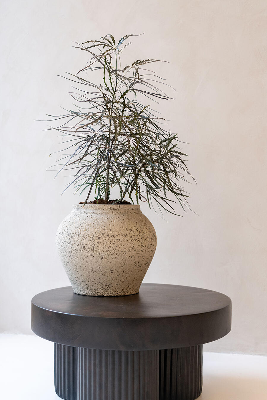 Pflanzen Planung Lieferung Deutschlan Berlin Pflanzen Toepfe Gefaesse Lieferung Deutschland Berlin Potsdam